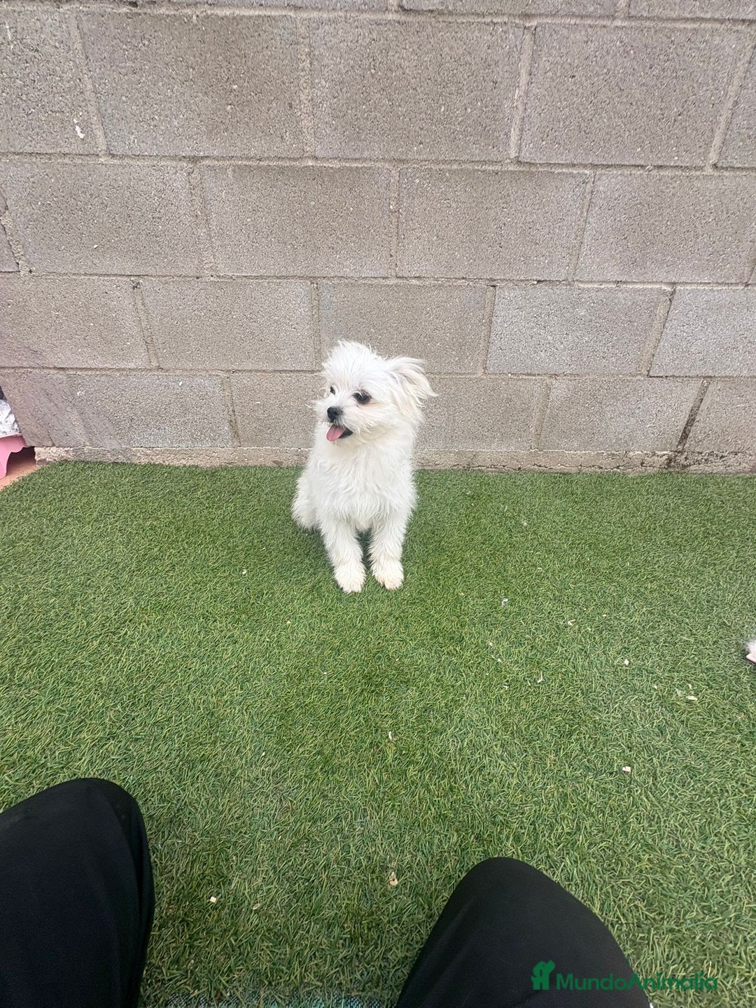 Raza Mixta perros en venta: Maltipom machos - Imagen 6