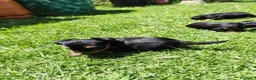 Yorkshire Terrier perros en venta: Yorkshire toy - Anuncio 8