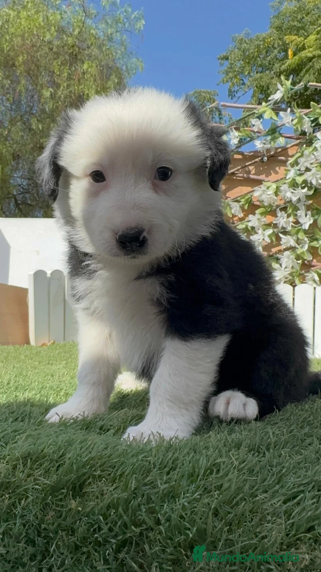 Border Collie perros en venta: BORDER COLLIE HEMBRA - Anuncio 2