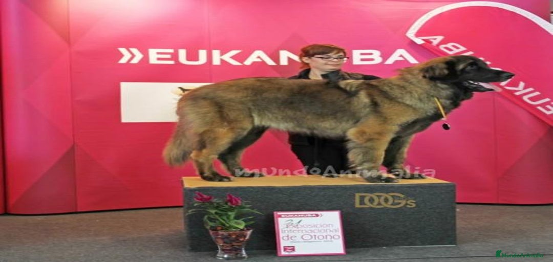 Imagen de galería {{count}}