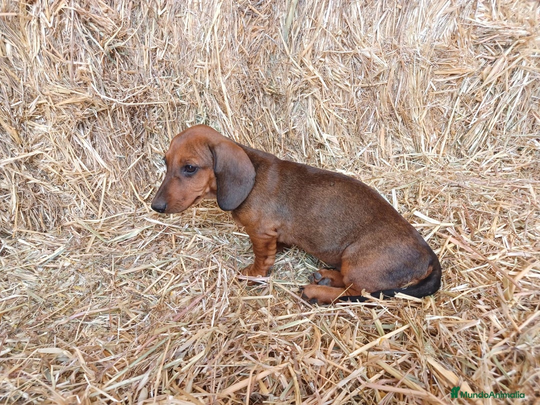 Teckel perros en venta: TECKEL CALIDAD Y SELECCIÓN  - Imagen 4