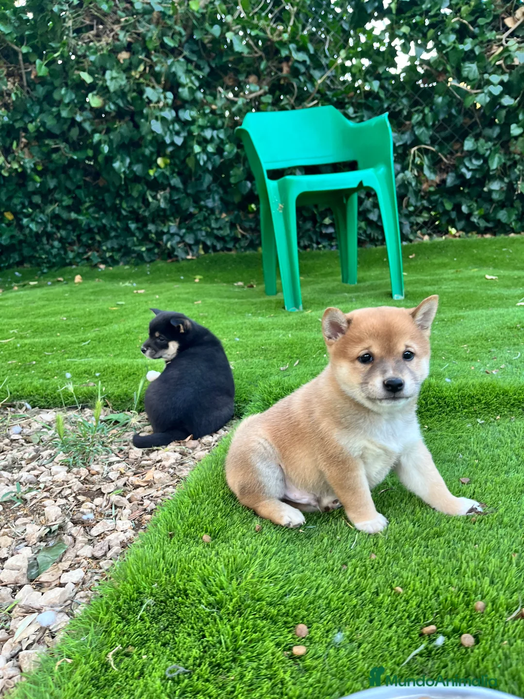 Shiba Inu perros en venta: Lindos Shiba inu en Tarragona y Barcelona 🦊✨ - Anuncio 2
