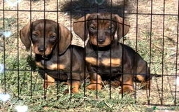 Teckel Miniatura perros en venta: Cachorra Teckel mini chocolate  - Imagen 2