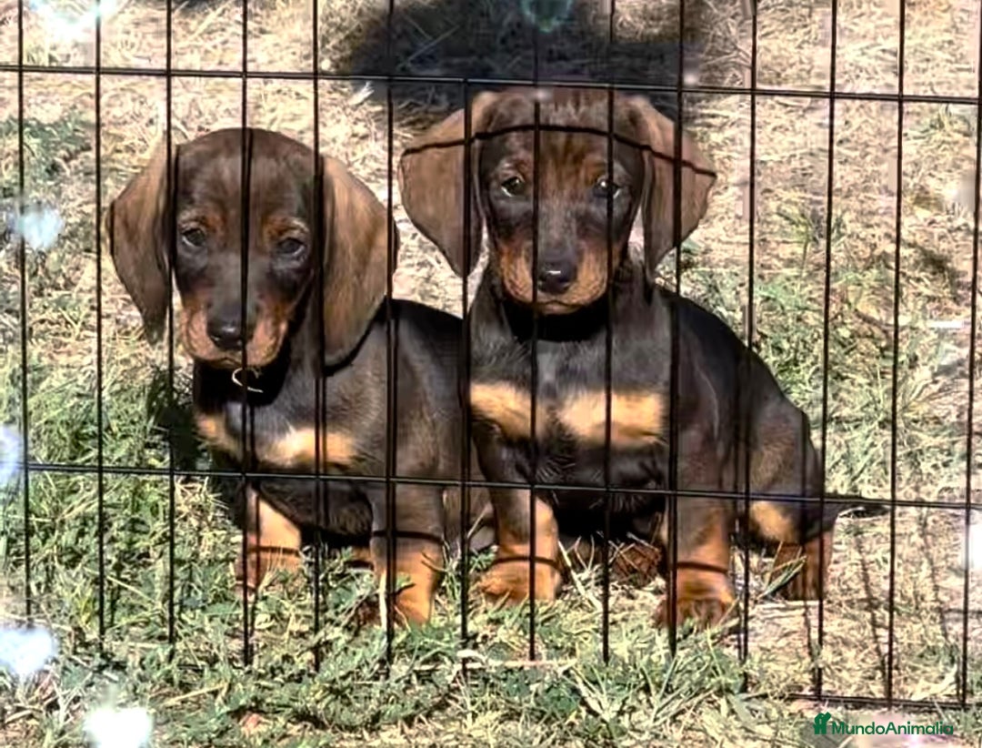Teckel Miniatura perros en venta: Cachorra Teckel mini chocolate  - Imagen 2