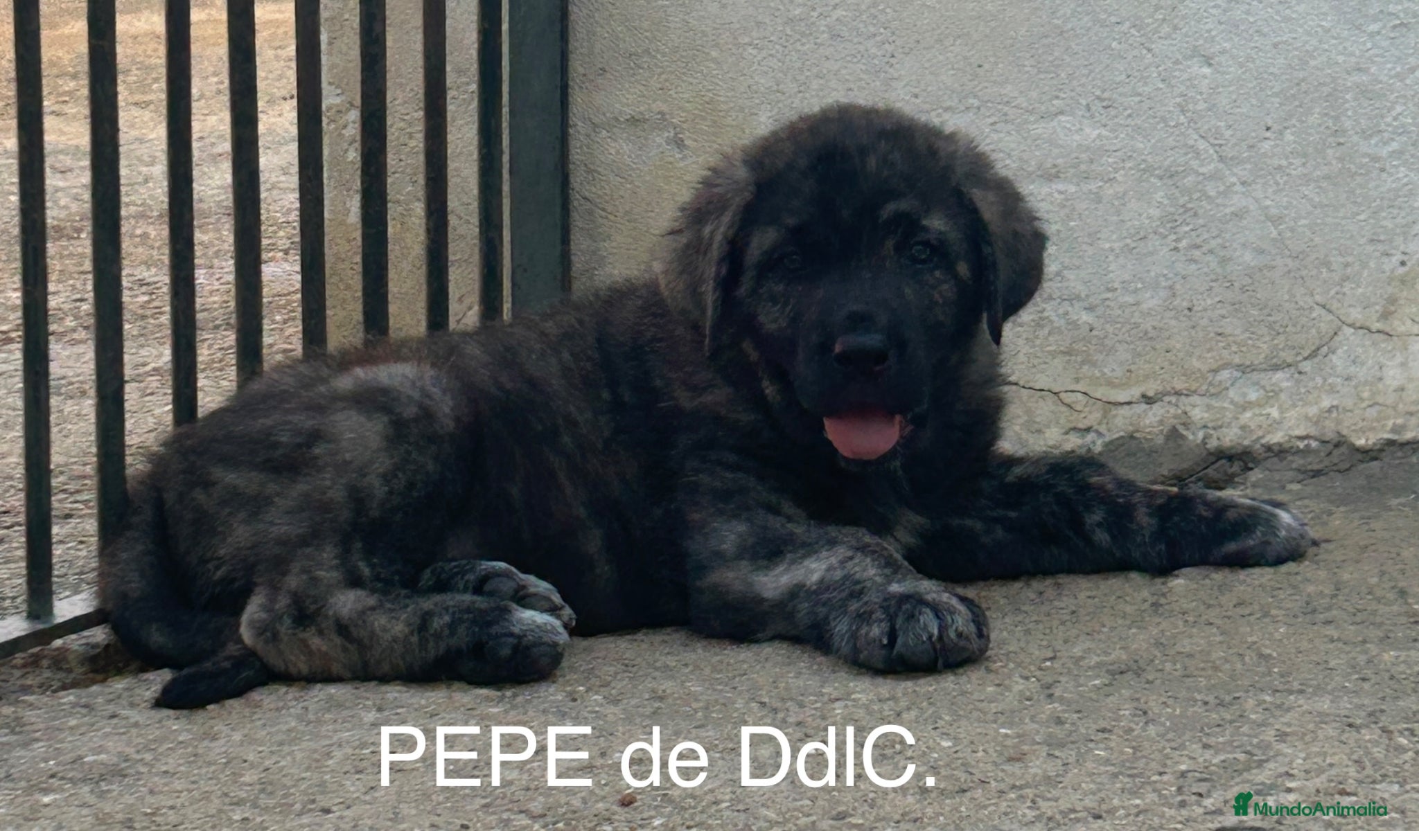 Mastín Español perros en venta: Mastín Español  - Anuncio 5