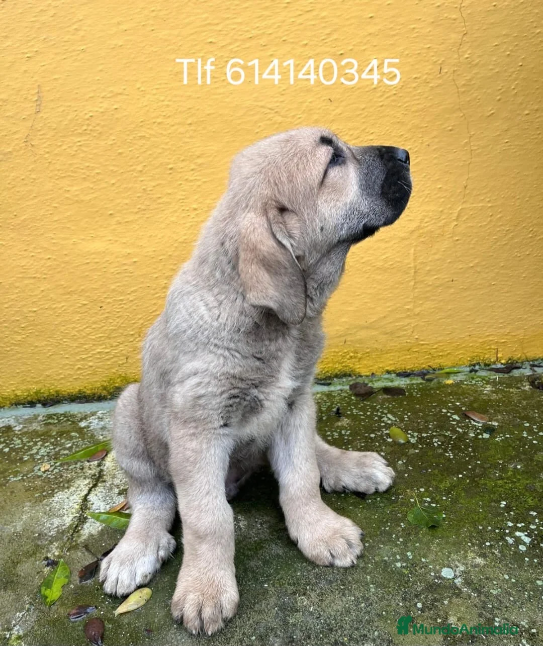 Mastín Español perros en venta: Mastín español - Anuncio 5