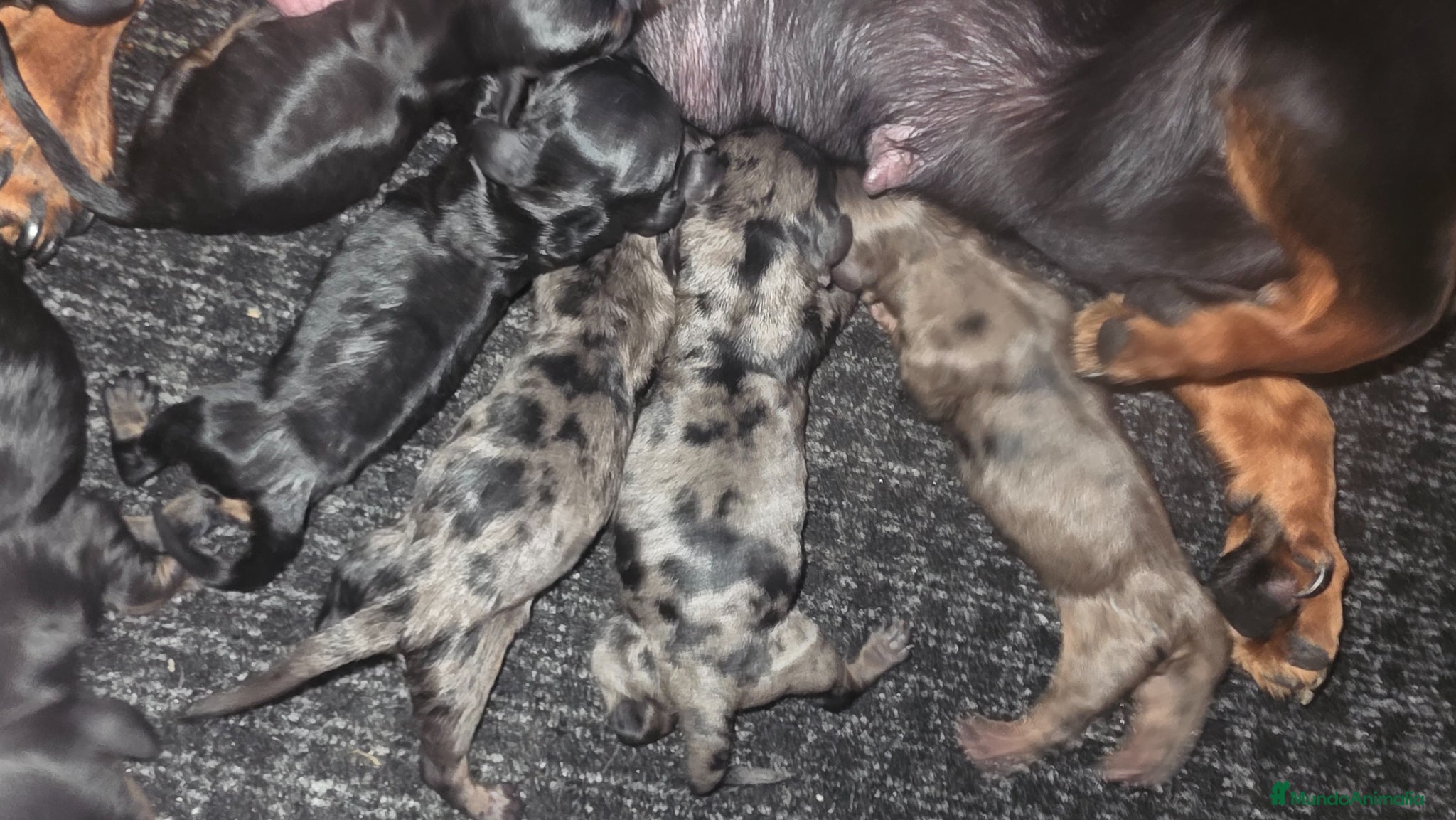 Teckel Miniatura perros Teckel arlequín blue  - Anuncio 1