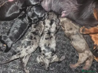 Teckel Miniatura perros Teckel arlequín blue - Anuncio 1