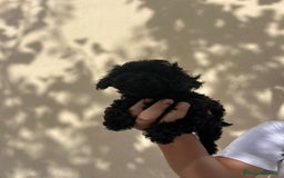 Caniche Toy perros en venta: Caniche toy - Imagen 3