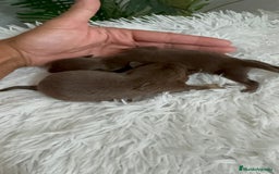 Chihuahua perros en venta: CHIHUAHUA CHOCOLATE AND TAN - Imagen 6