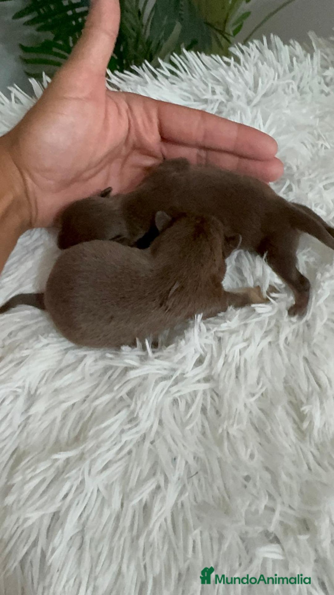 Chihuahua perros en venta: CHIHUAHUA CHOCOLATE AND TAN - Imagen 6