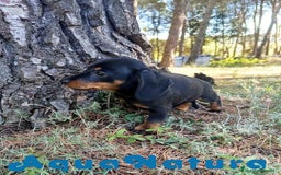 Teckel Miniatura perros en venta:  Teckel Hembra de Tiana y Tilo 4487 AQUANATURA - Imagen 2