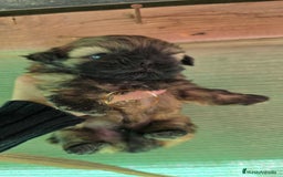 Shih Tzu perros en venta: Shiht tzu  - Anuncio 5