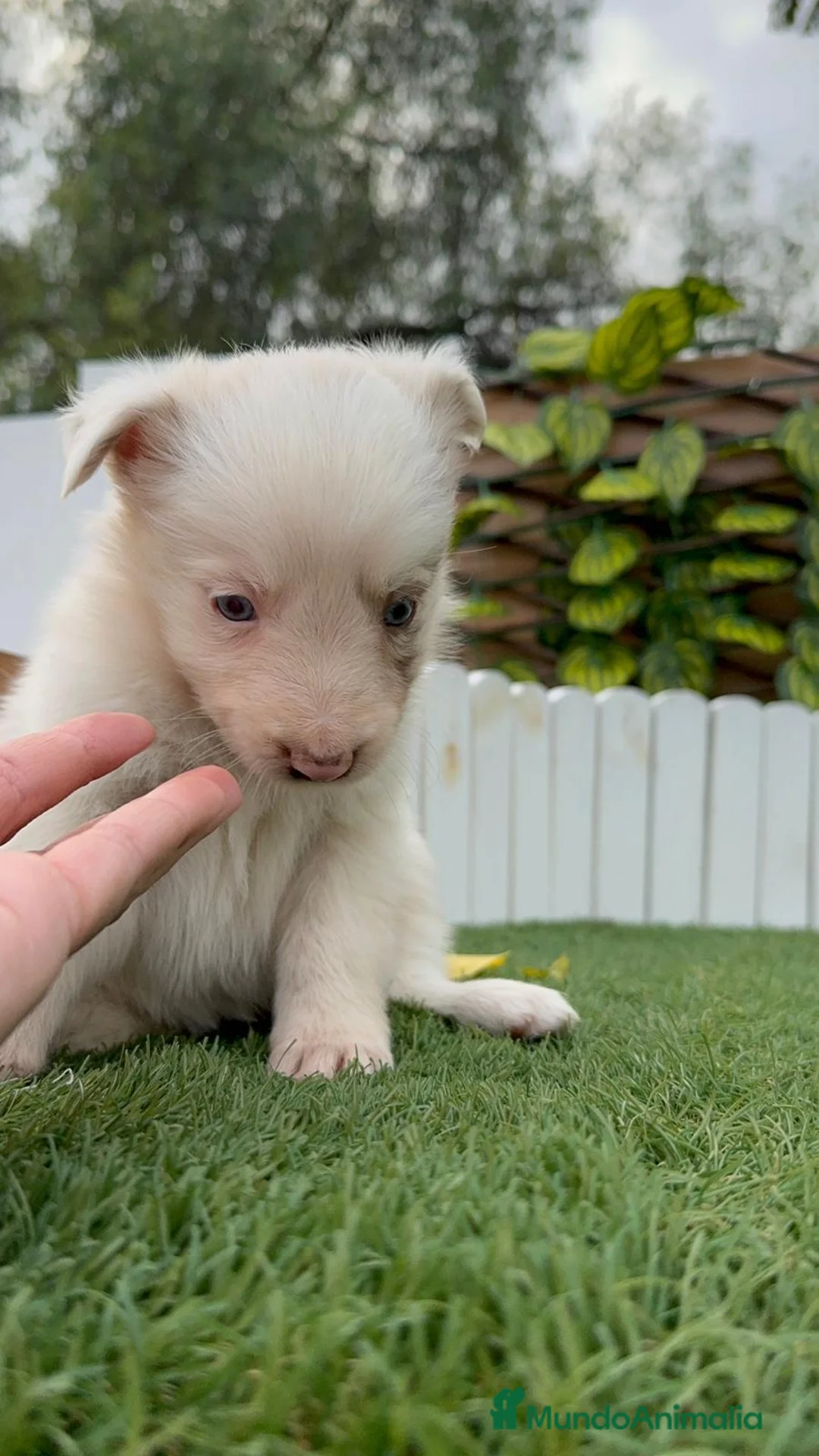 Border Collie perros en venta: BORDER COLLIE MACHO Y HEMBRA en Madrid - Anuncio 15