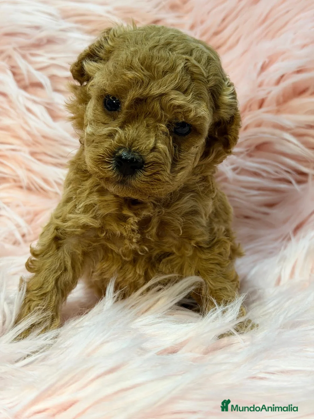 Maltipoo perros en venta: MALTIPOO MINI TOY DIMINUTOS - Anuncio 4