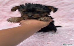 Yorkshire Terrier perros en venta: Yorkshire miniatura  - Imagen 4