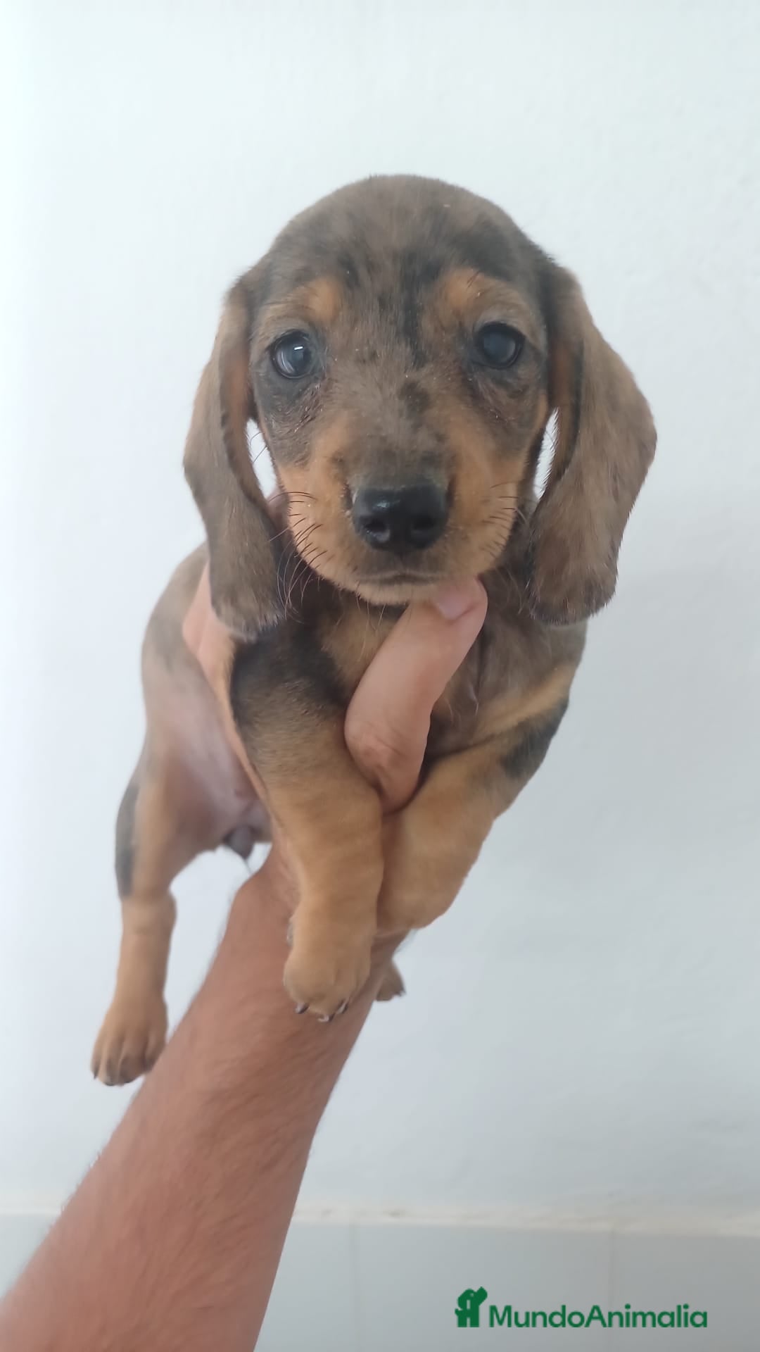 Teckel Miniatura perros en venta: Teckel Miniatura Arlequin  - Imagen 1