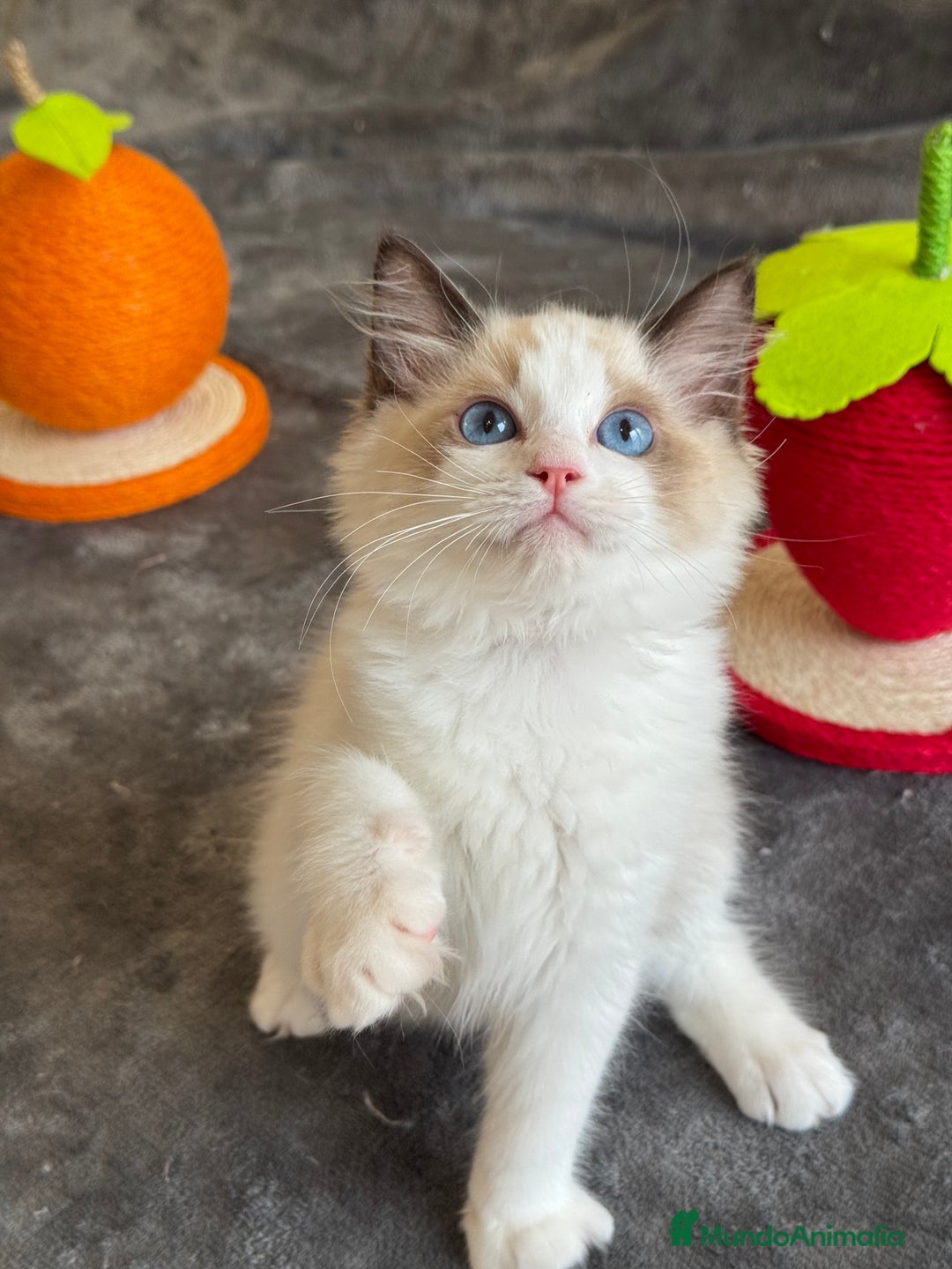 Ragdoll gatos en venta: Gatito Ragdoll - Imagen 7