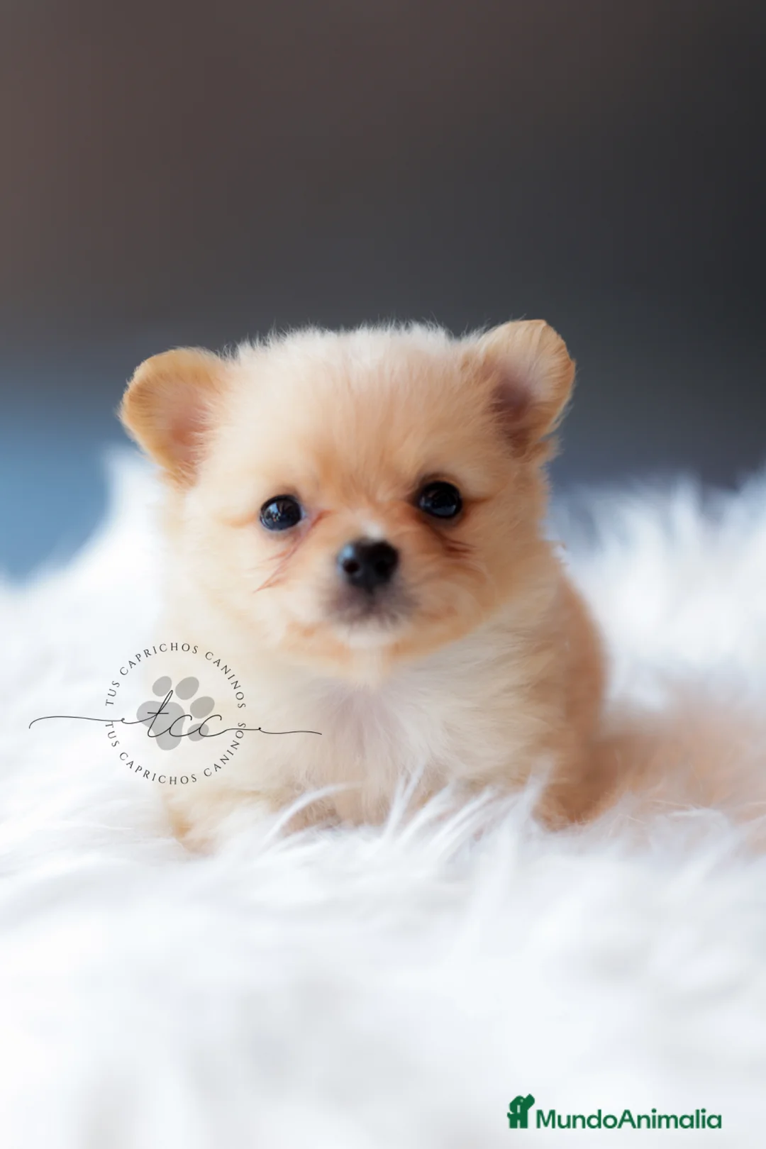 Pomchi perros en venta: POMCHI CREMA - Anuncio 2