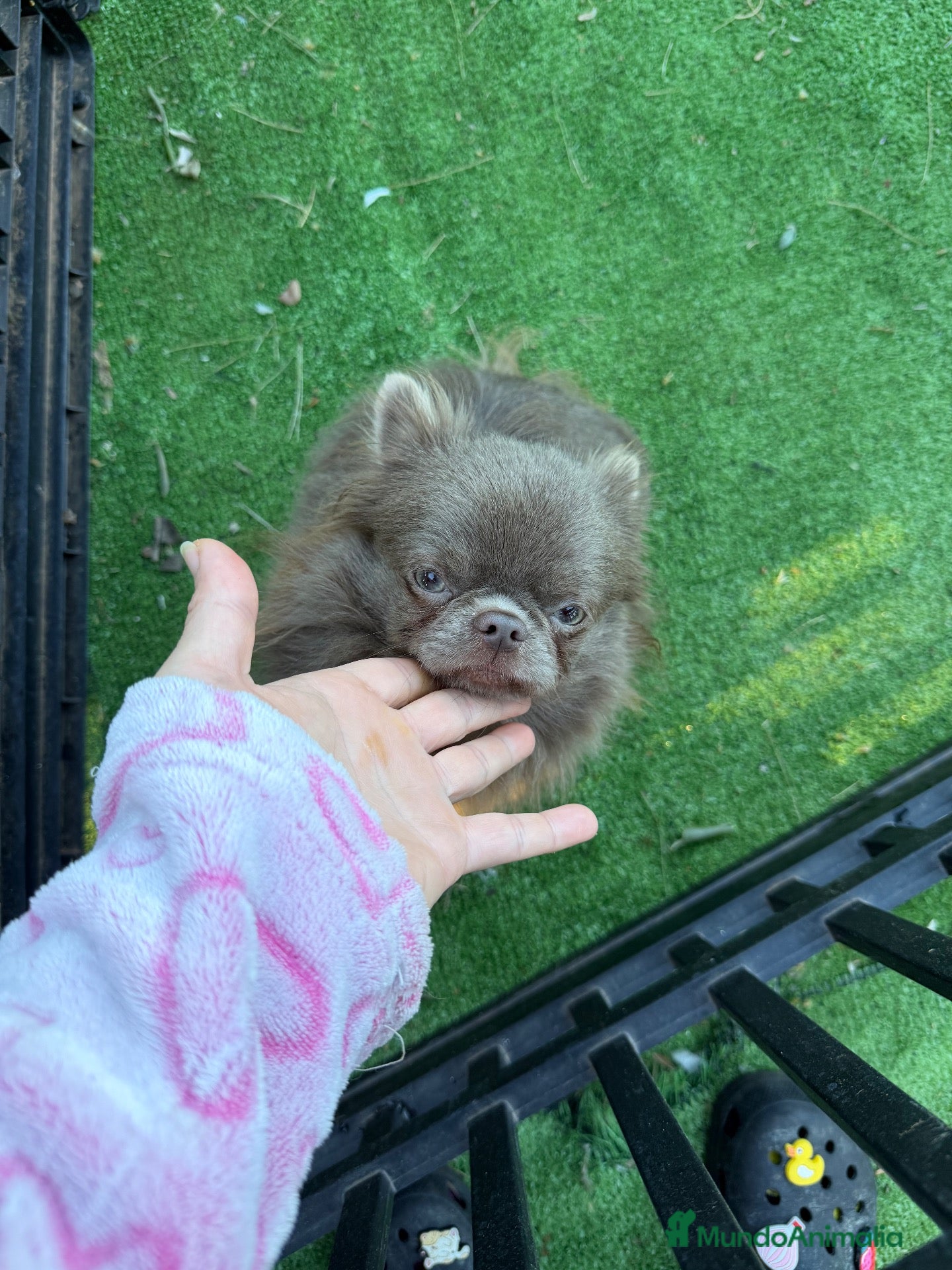 Chihuahua perros Cachorro to chihuahua pelo largo - Anuncio 2