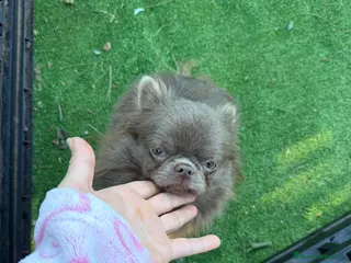 Chihuahua perros Cachorro to chihuahua pelo largo - Anuncio 2