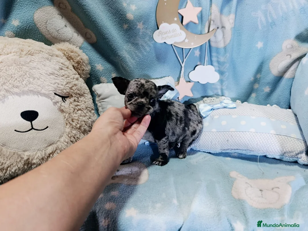 Chihuahua perros en venta: Chihuahua hembrita merle  - Anuncio 1