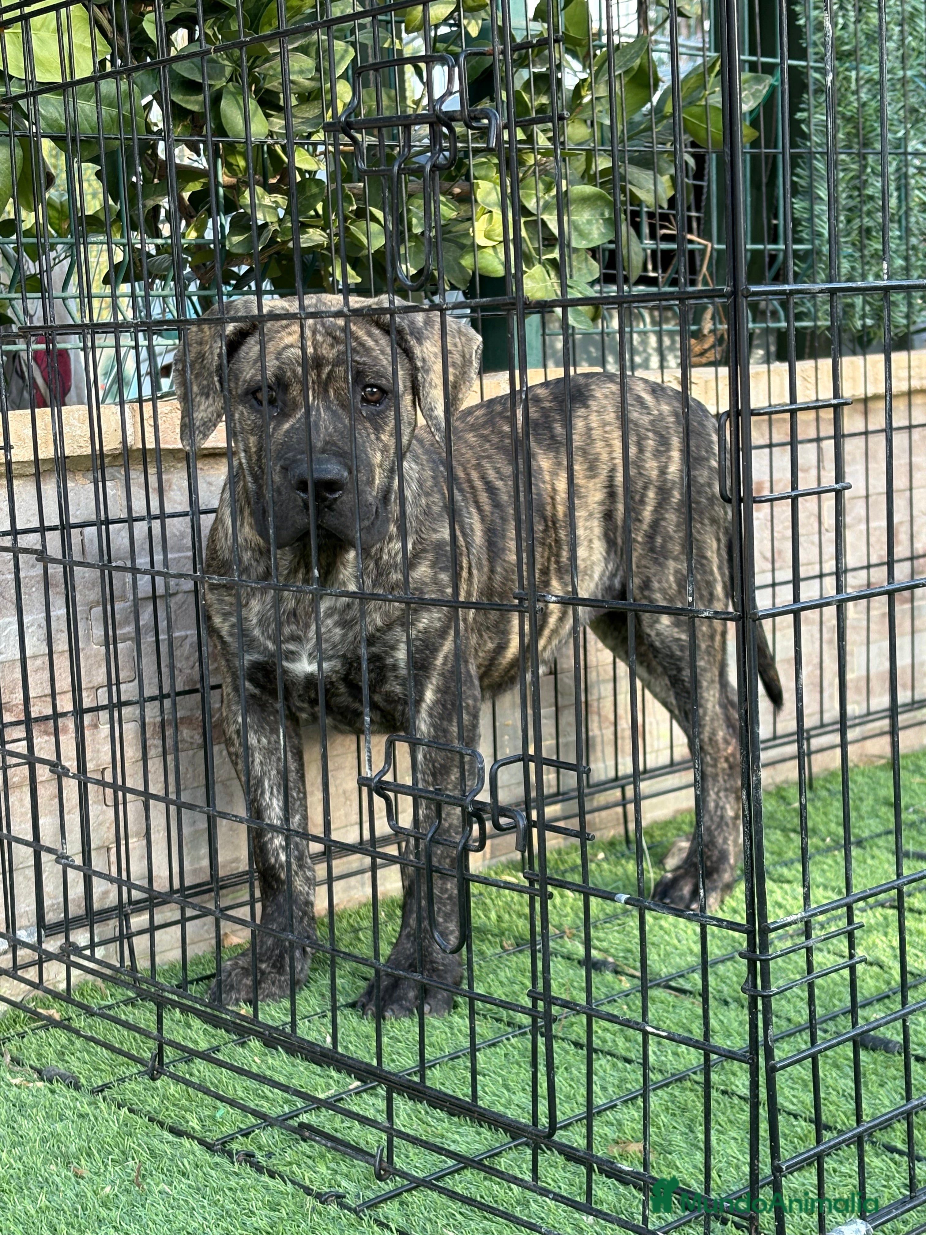 Presa Canario perros Disponible cachorra de presa canario - Anuncio 1