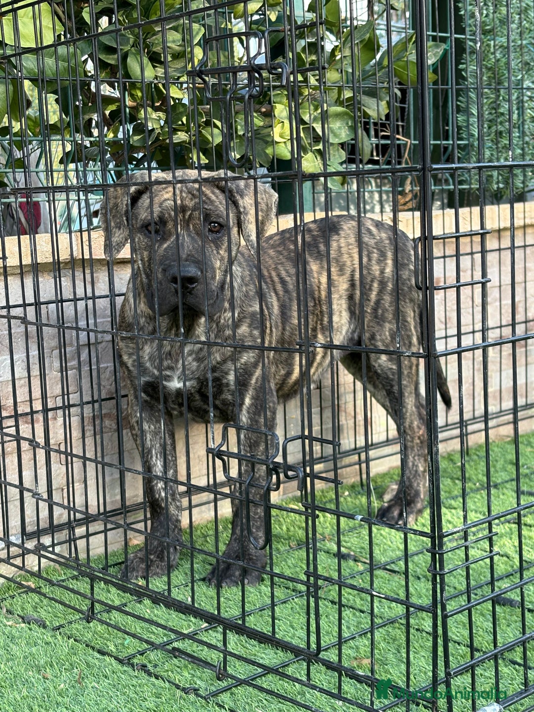 Presa Canario perros en venta: Disponible cachorra de presa canario - Anuncio 1