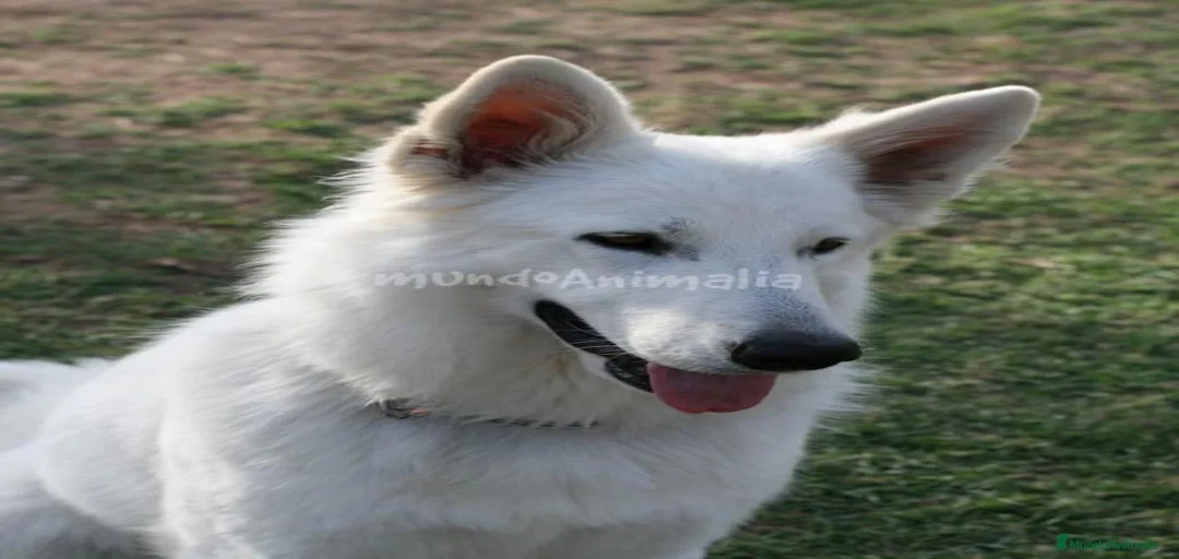 Imagen de galería {{count}}