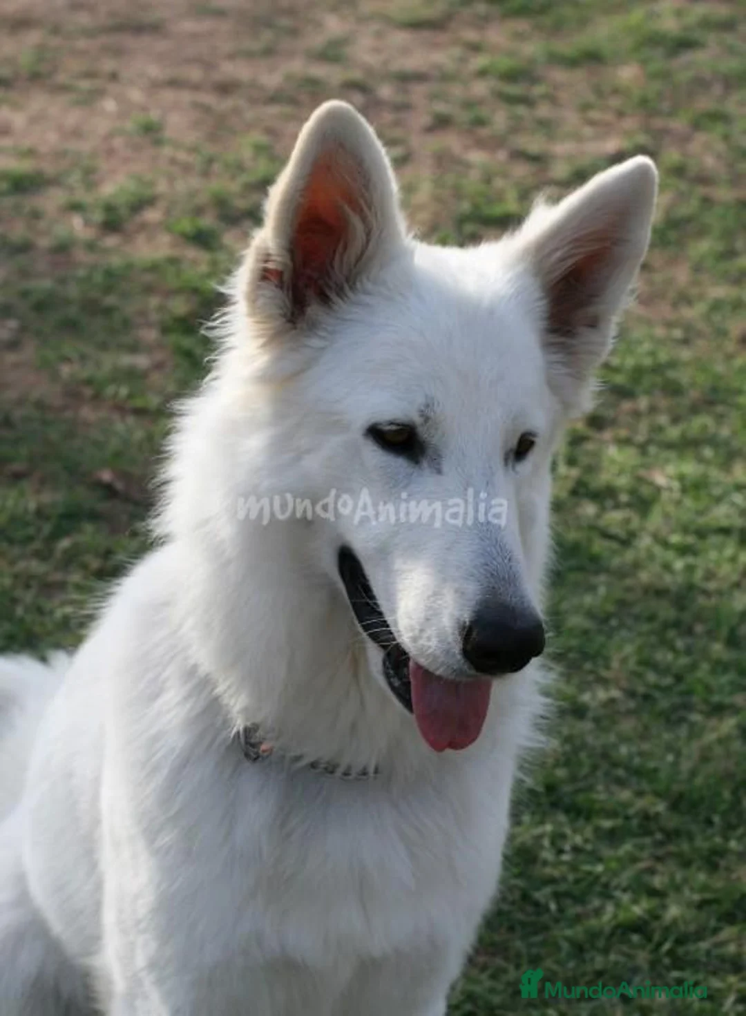 Imagen de galería {{count}}