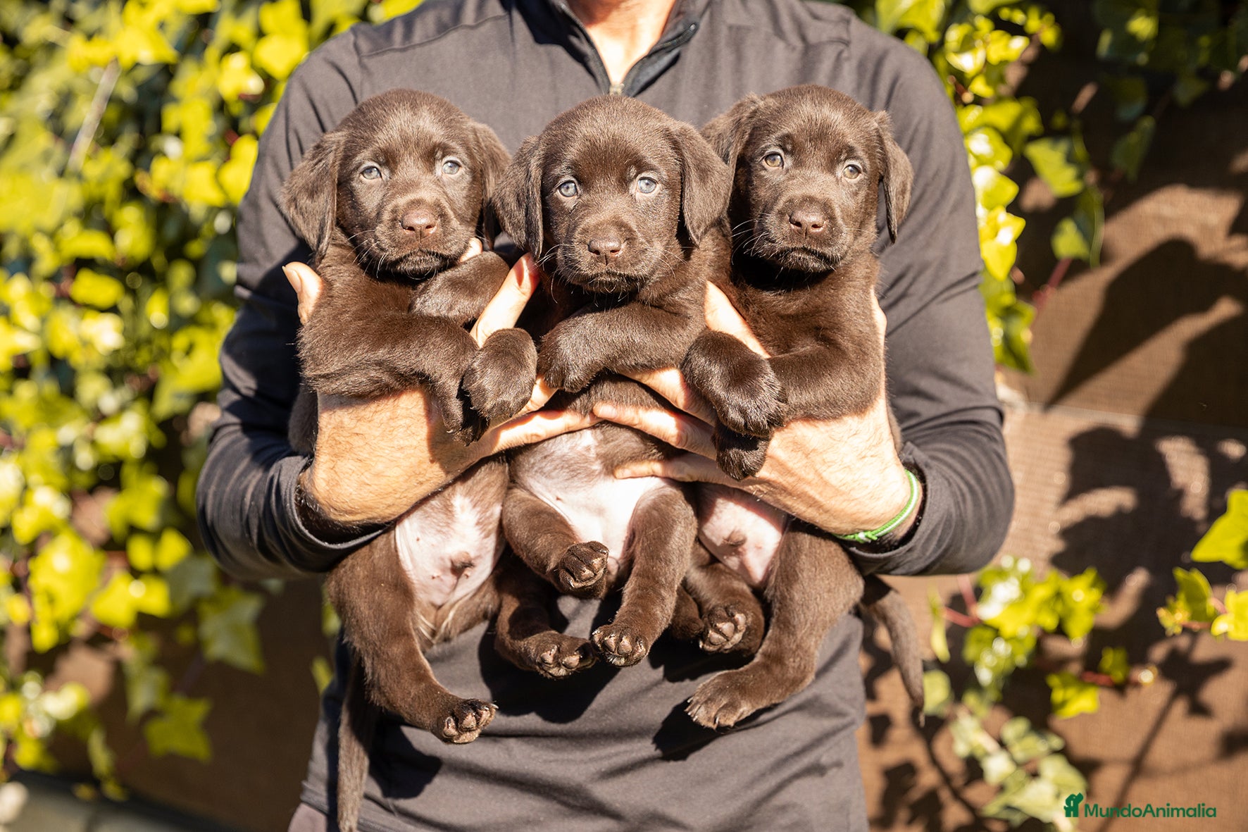 Labrador Retriever perros LABRADOR CHOCOLATE DISPONIBLE - Anuncio 2