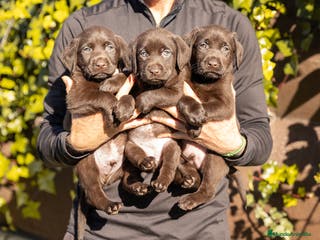 Labrador Retriever perros LABRADOR CHOCOLATE DISPONIBLE - Anuncio 8