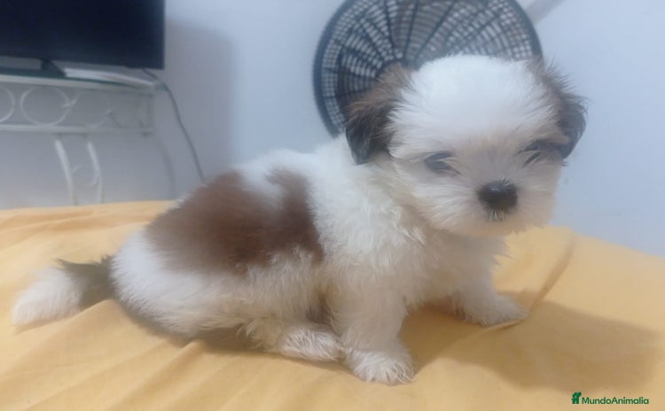 Shih Tzu perros - Propaganda 5