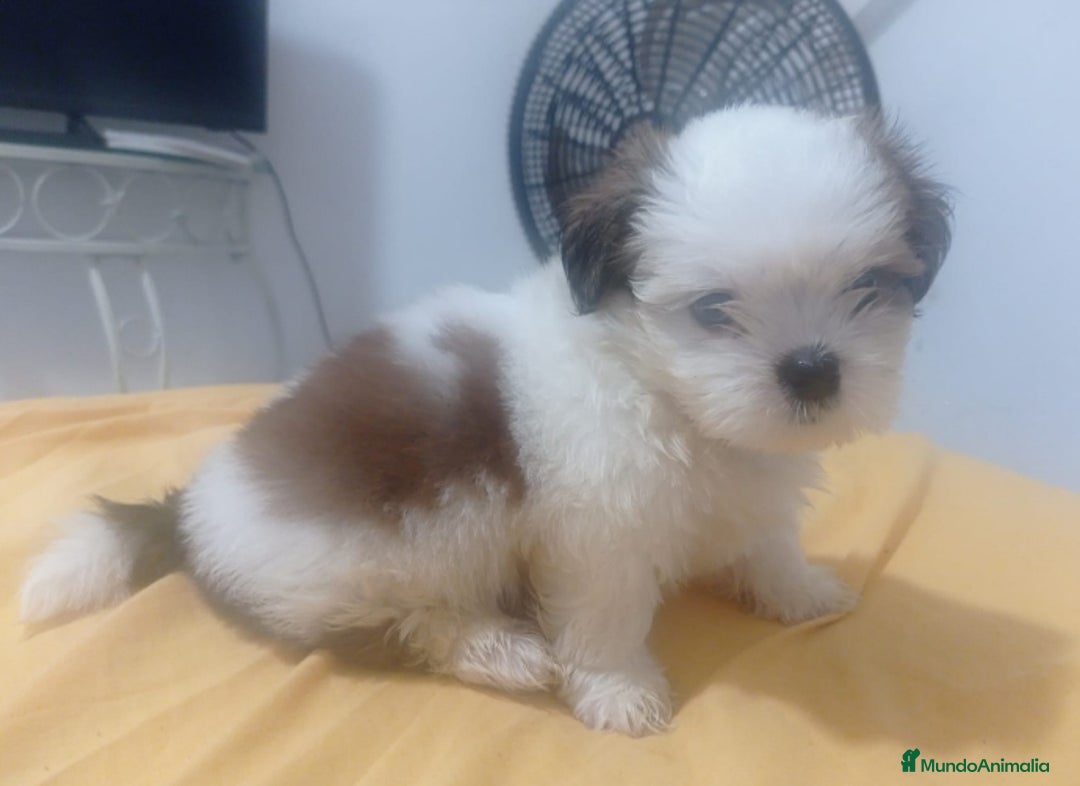 Shih Tzu perros en venta: SHIH TZU MACHO CALIDAD Y SELECCIÓN  - Imagen 1