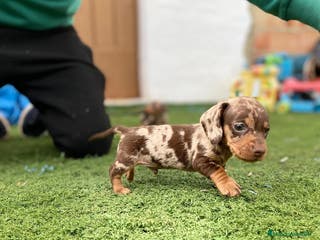 Teckel Miniatura perros Teckel miniatura varios colores - Anuncio 1