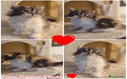 Persa gatos en venta: Gata persa - Anuncio 4