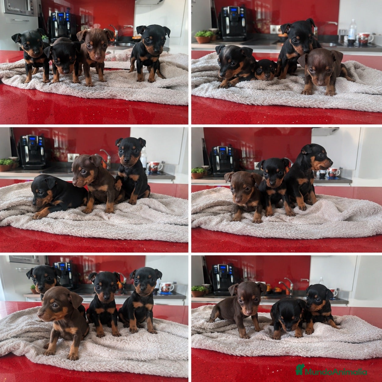 Pinscher Miniatura perros pinscher mini toy  - Anuncio 3