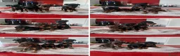 Pinscher Miniatura perros en venta: pinscher mini toy  - Anuncio 1