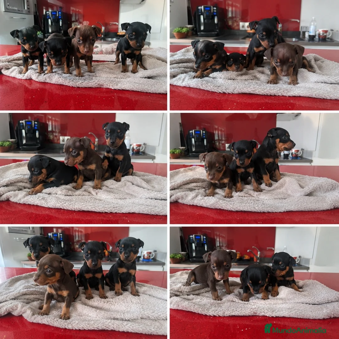 Pinscher Miniatura perros en venta: pinscher mini toy  - Anuncio 1