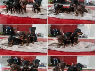 Pinscher Miniatura perros pinscher mini toy - Anuncio 3