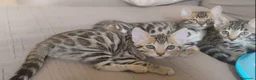 Bengalí gatos en venta: Preciosos gatitos bengali  - Anuncio 2