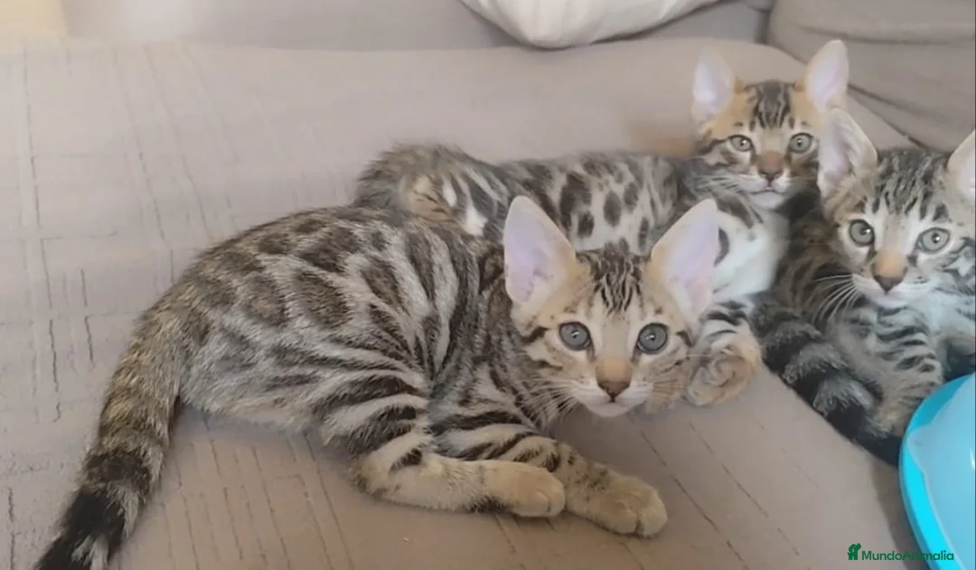 Bengalí gatos en venta: Preciosos gatitos bengali  - Anuncio 2