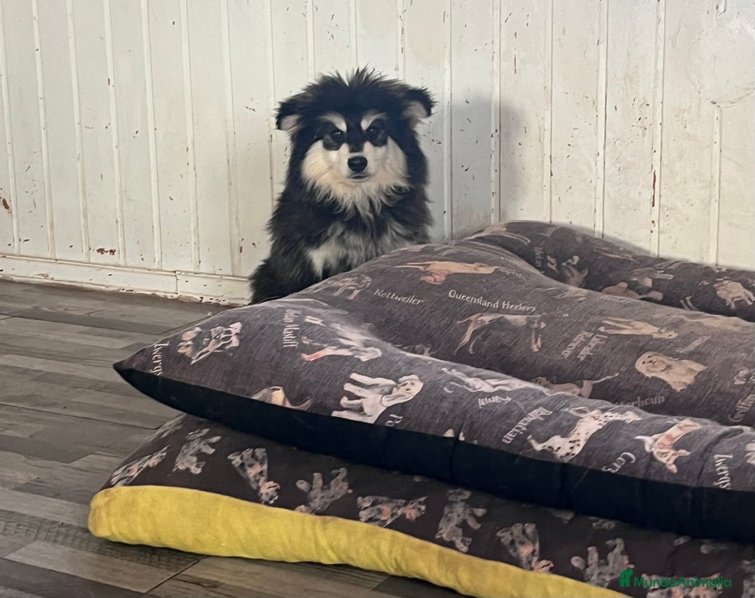 Pomsky perros en venta: Pomsky multigeneracional  - Anuncio 7