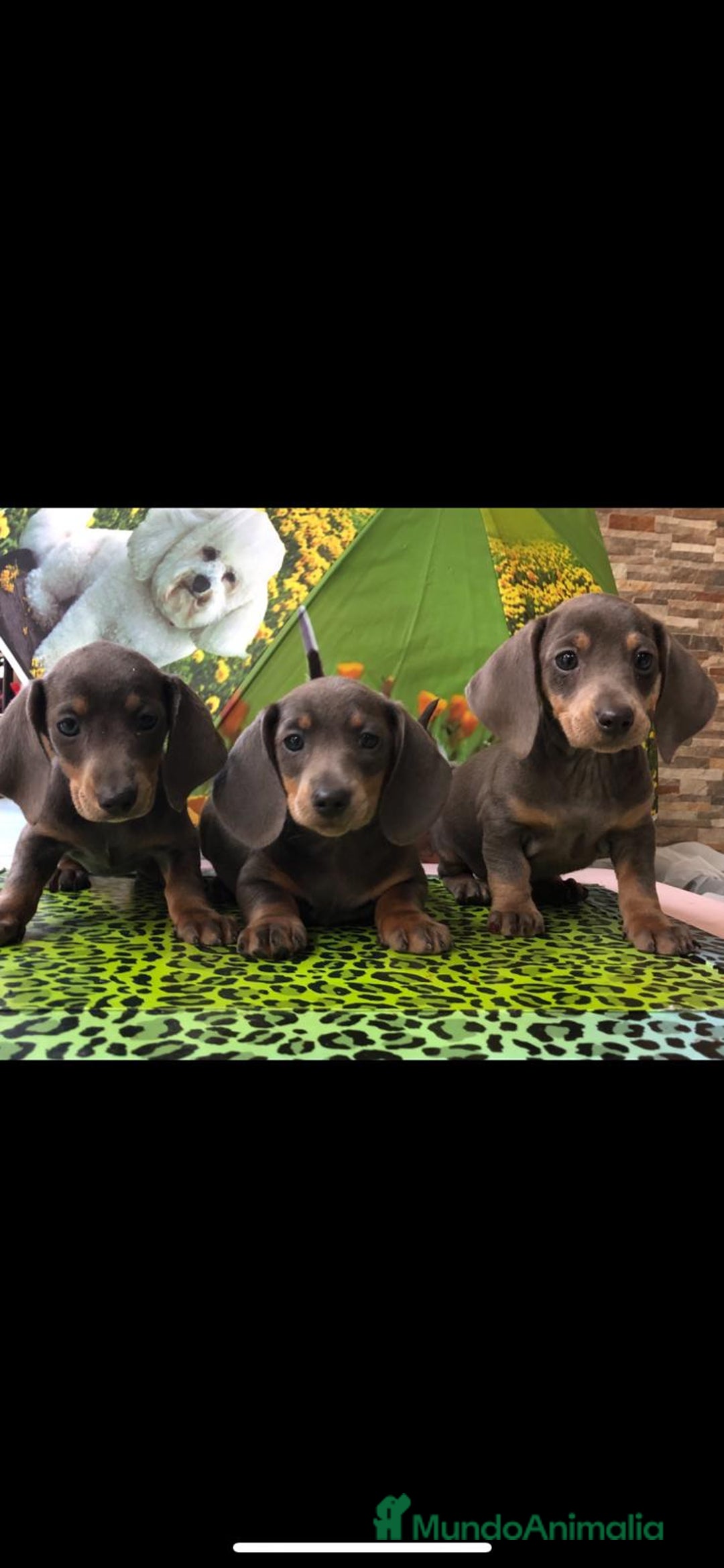 Teckel Miniatura perros en venta: Teckel miniatura  - Imagen 5
