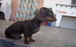 Teckel Miniatura perros en venta: 🐾 Bongo y Cacao – Teckel miniatura 🐾 - Imagen 9