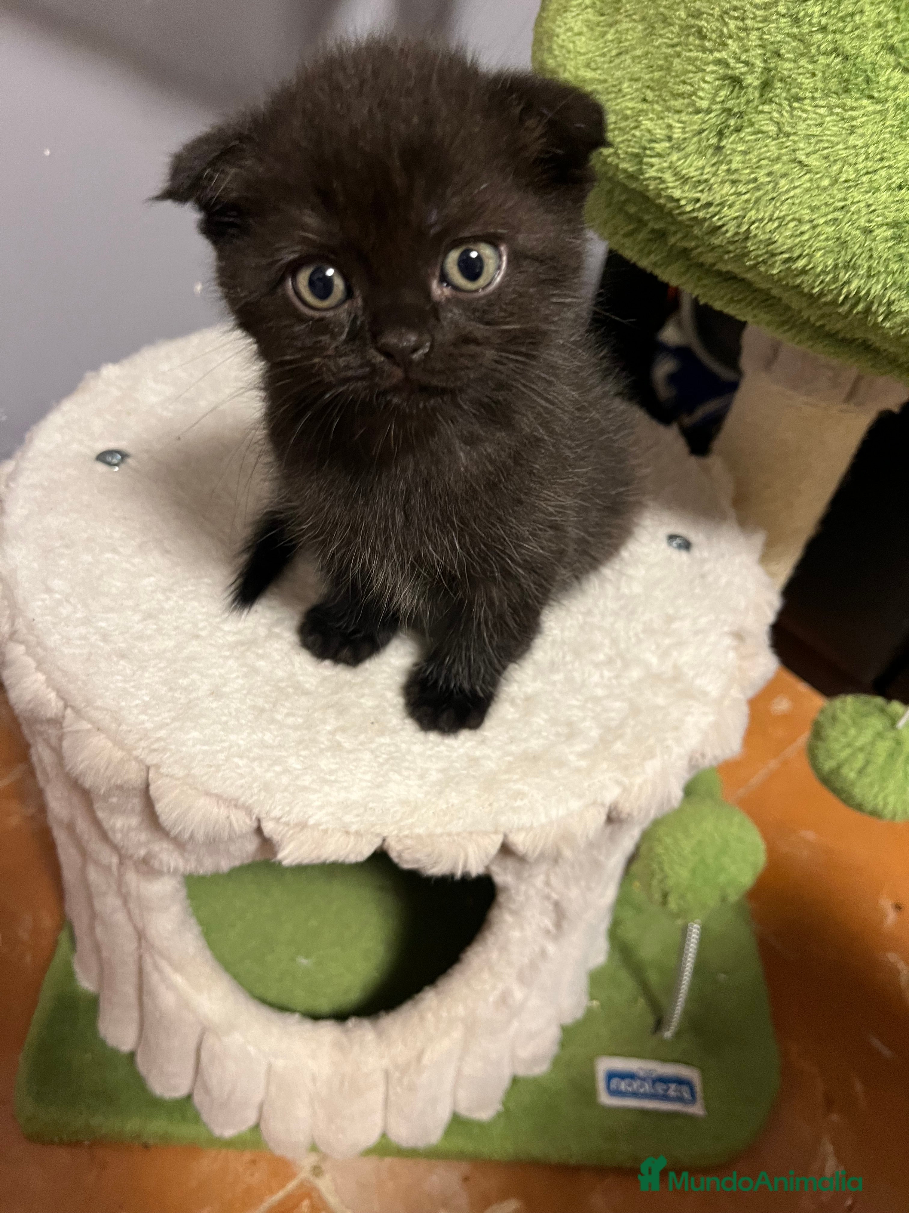 Scottish Fold gatos Scotis folh - Anuncio 10