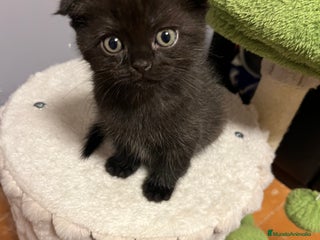 Scottish Fold gatos - Anuncio 27