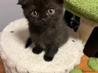 Scottish Fold gatos Scotis folh - Anuncio 2