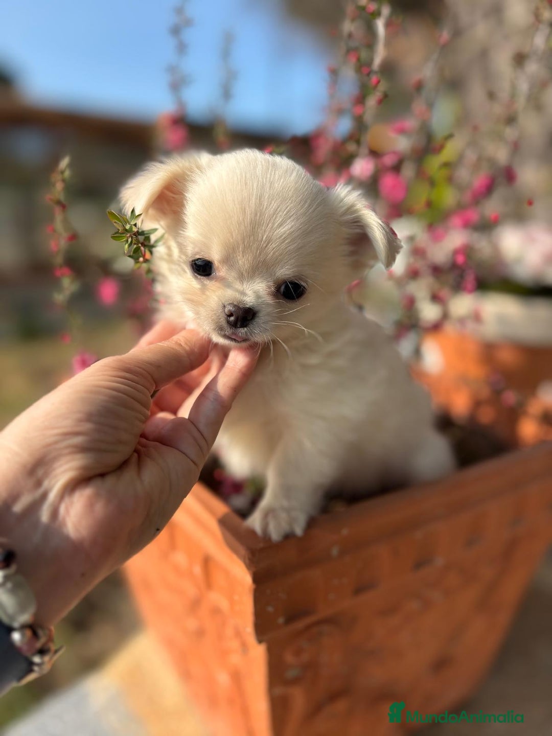 Chihuahua perros en venta: Chihuahuas macho pelo largo !!! - Anuncio 3