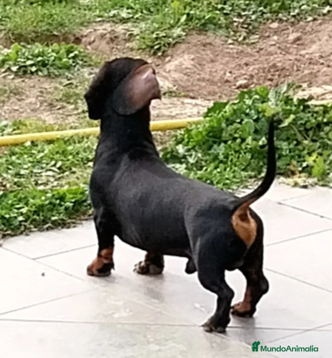 Teckel Miniatura perros para monta: MONTA TECKEL  - Anuncio 2